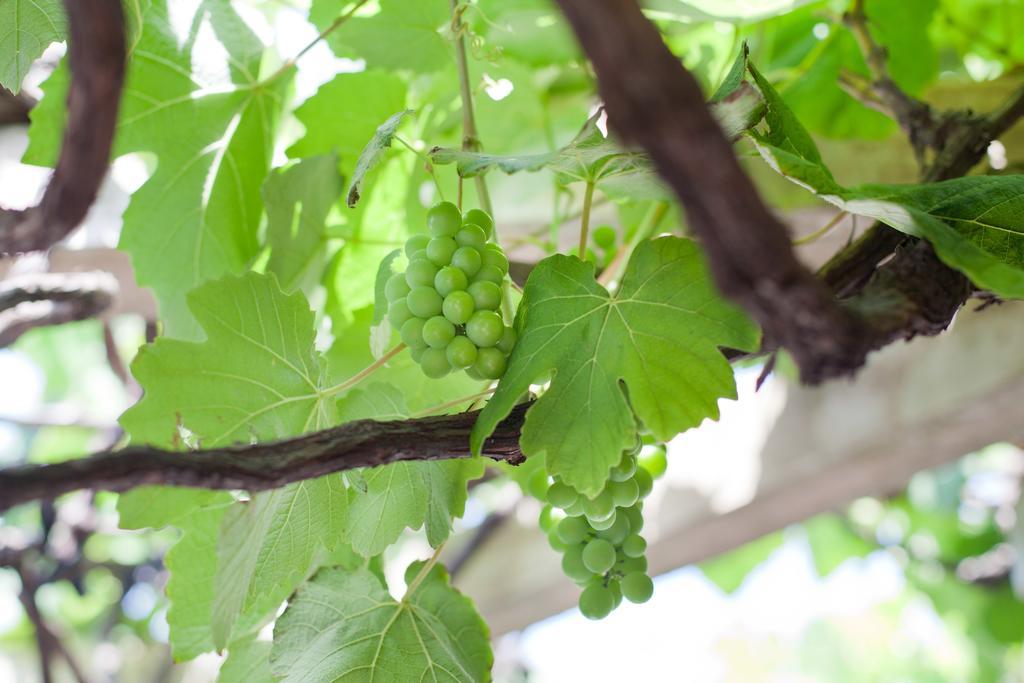 The Vineyard On Балліто Екстер'єр фото
